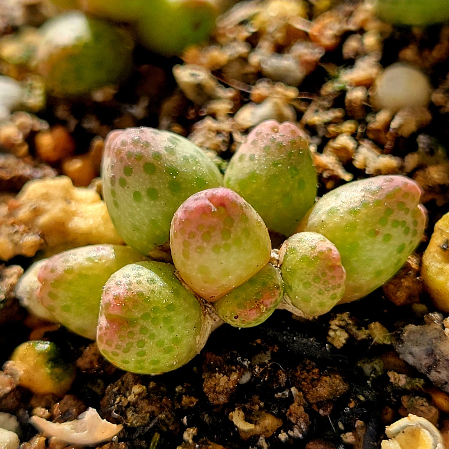 Conophytum Marginatum ssp. Haramoepense Hotson 8-Heads