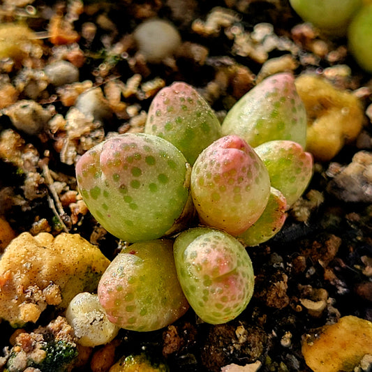 Conophytum Marginatum ssp. Haramoepense Hotson 8-Heads