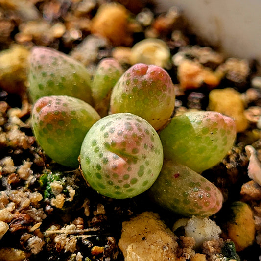 Conophytum Marginatum ssp. Haramoepense Hotson 8-Heads