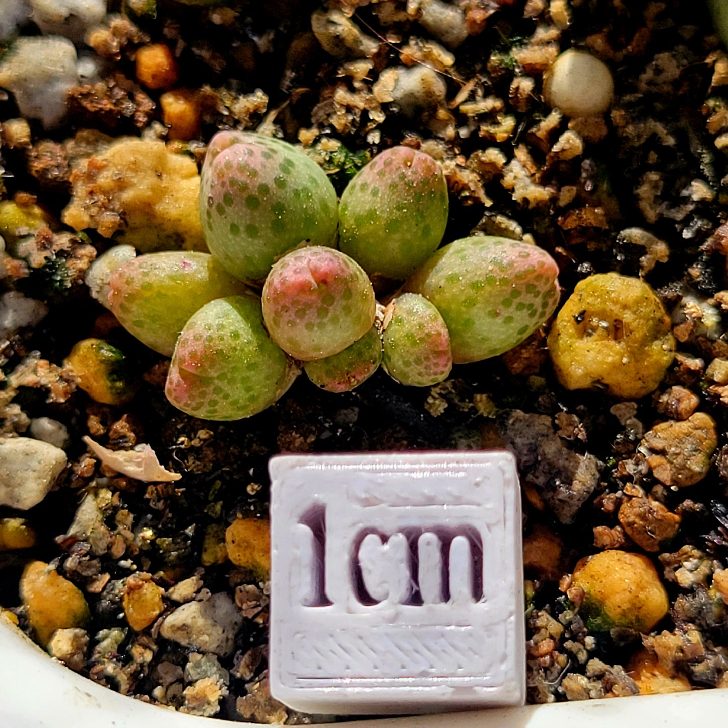 Conophytum Marginatum ssp. Haramoepense Hotson 8-Heads