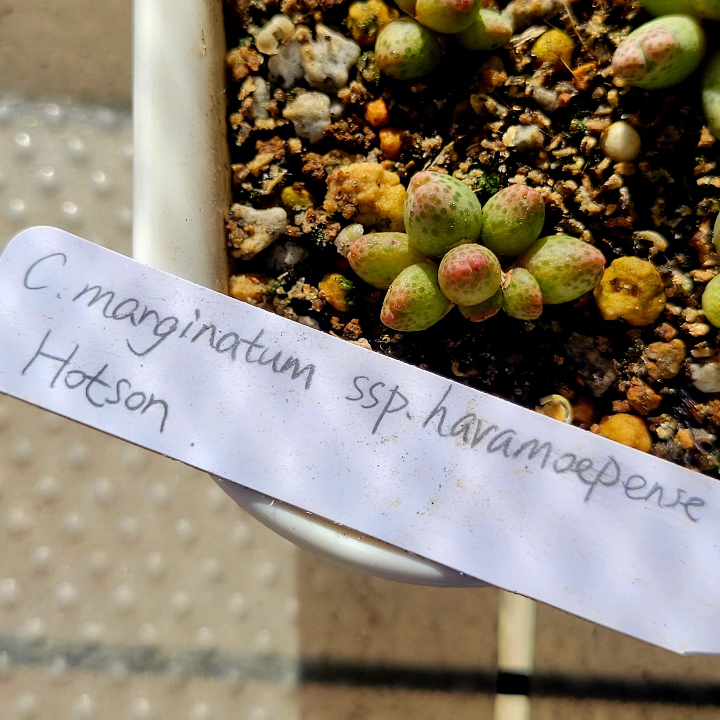 Conophytum Marginatum ssp. Haramoepense Hotson 8-Heads