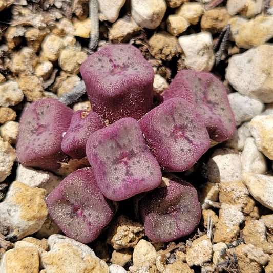 Conophytum Cubicum Cluster RANDOMLY PICKED