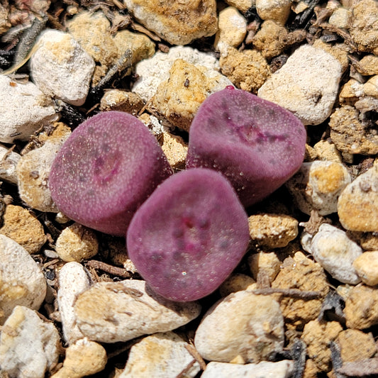 Conophytum Cubicum Cluster RANDOMLY PICKED