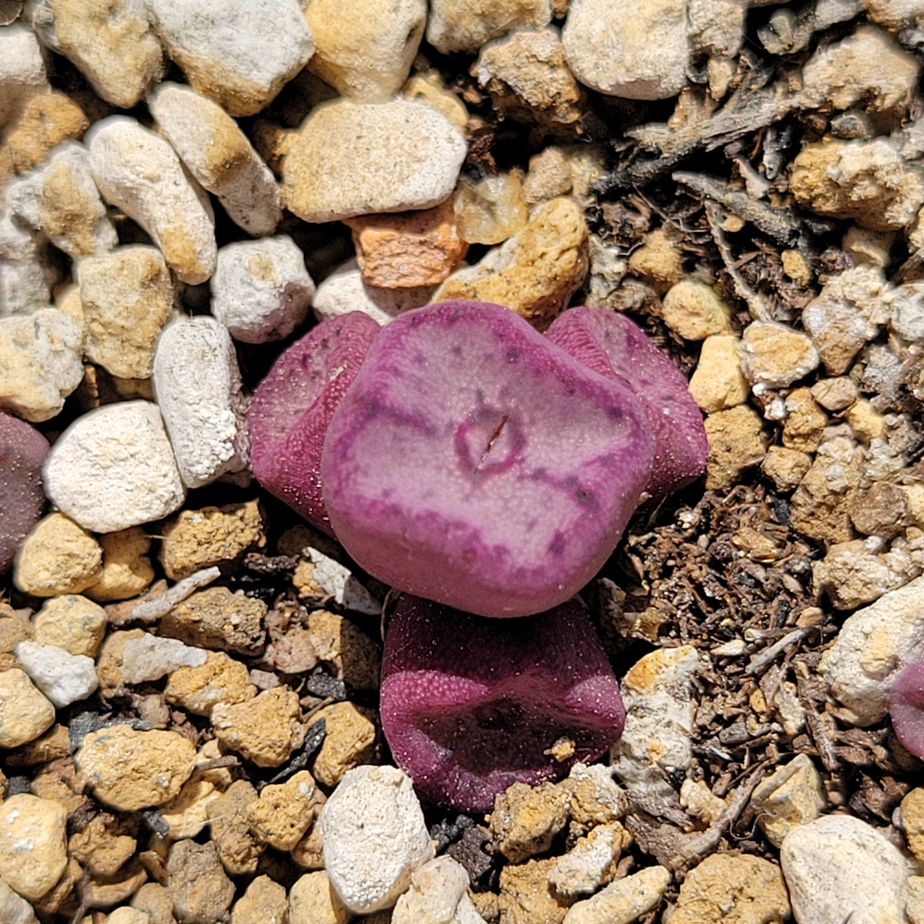 Conophytum Cubicum Cluster RANDOMLY PICKED – La Succuland