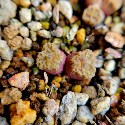 Conophytum Angelicae RANDOMLY PICKED