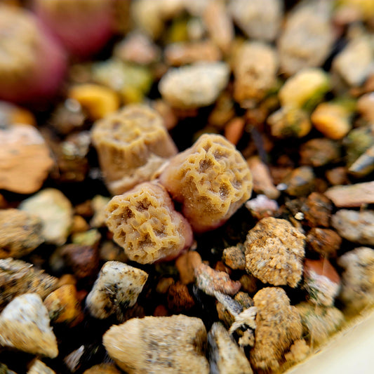 Conophytum Angelicae RANDOMLY PICKED