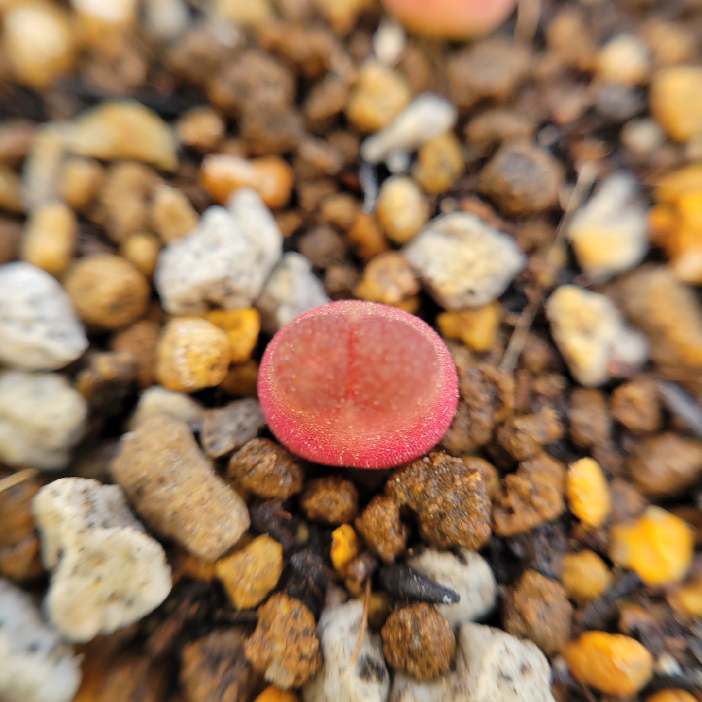 Conophytum Acutum