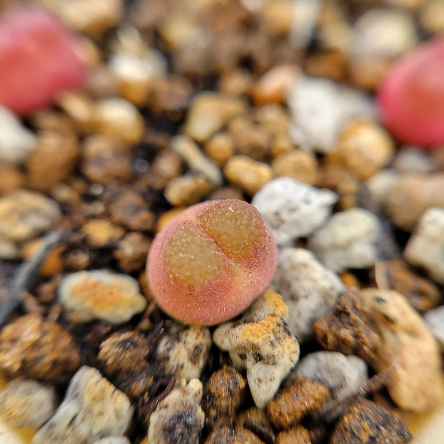 Conophytum Acutum