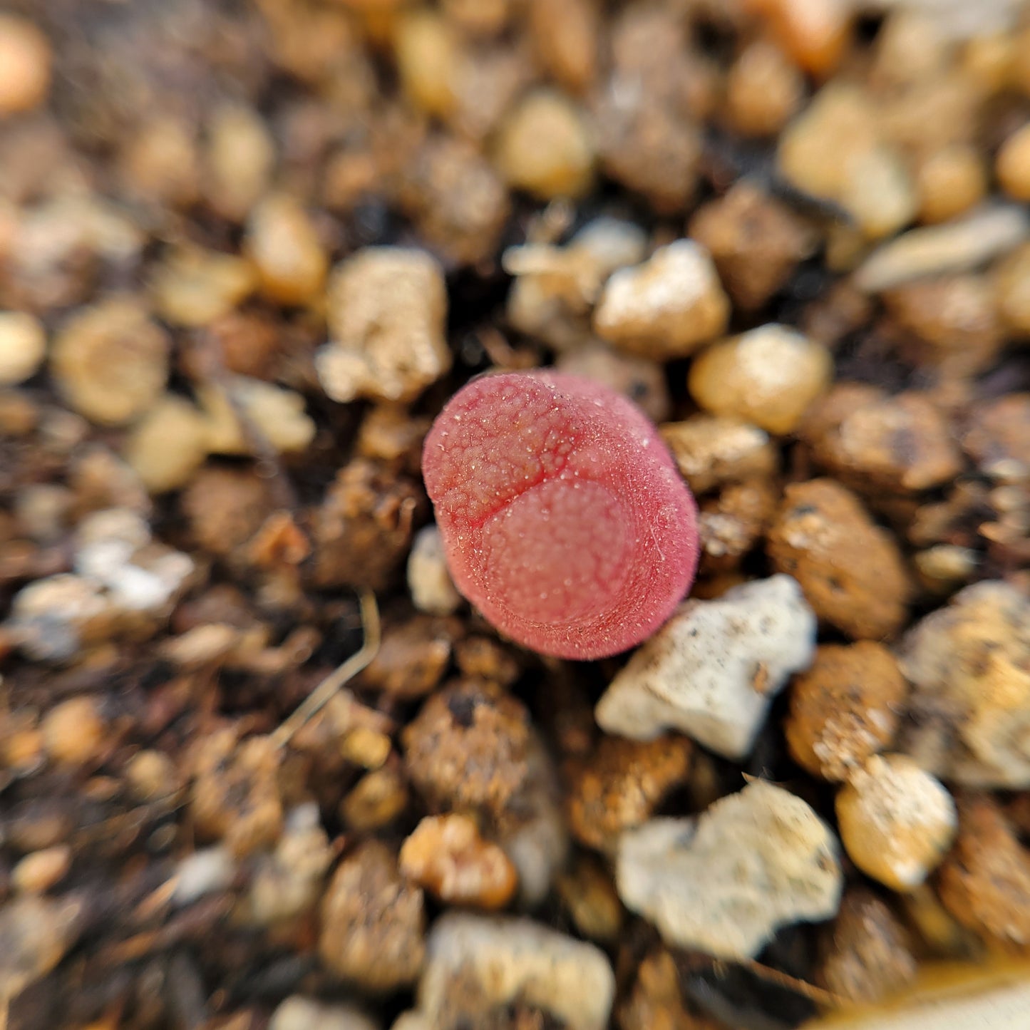 Conophytum Acutum