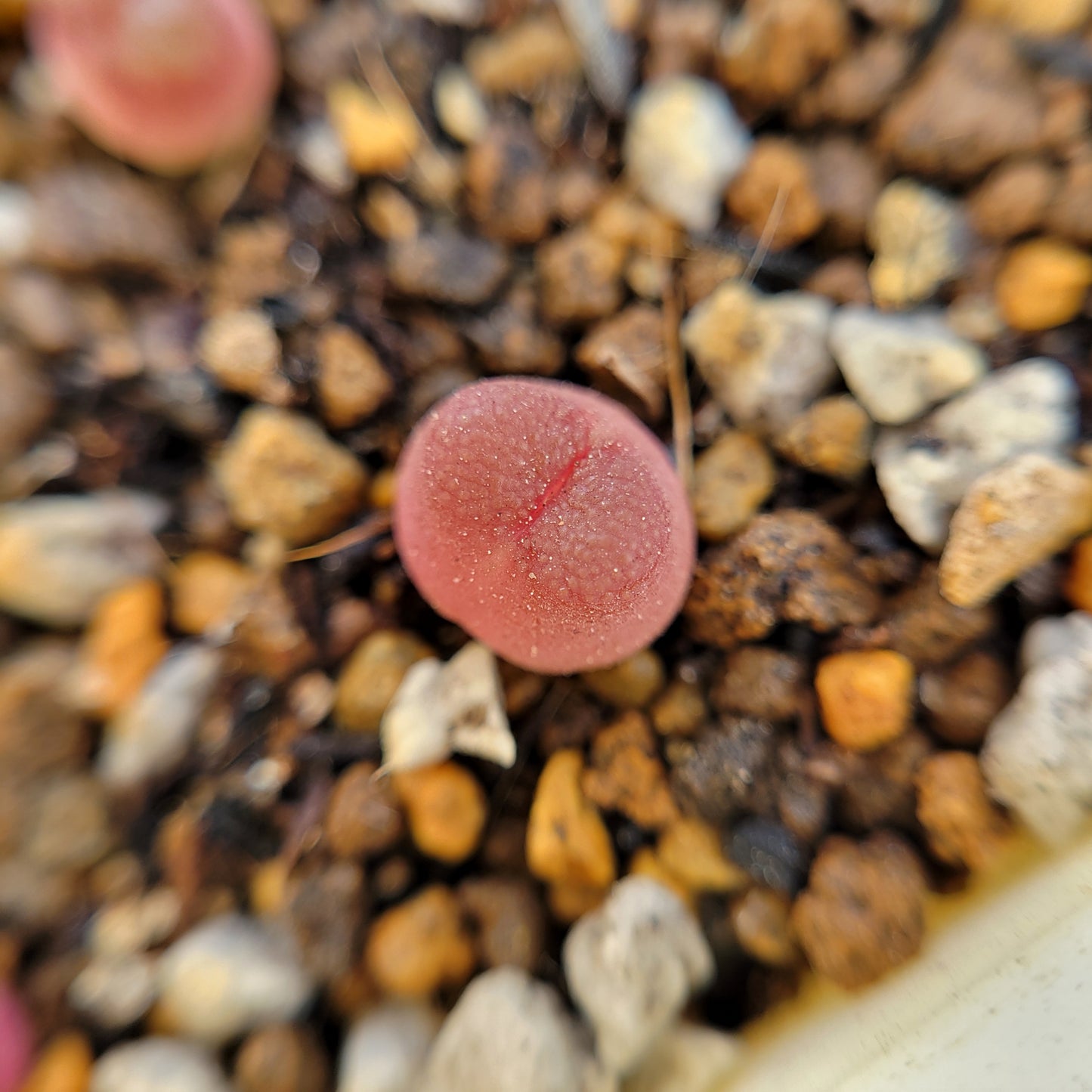 Conophytum Acutum