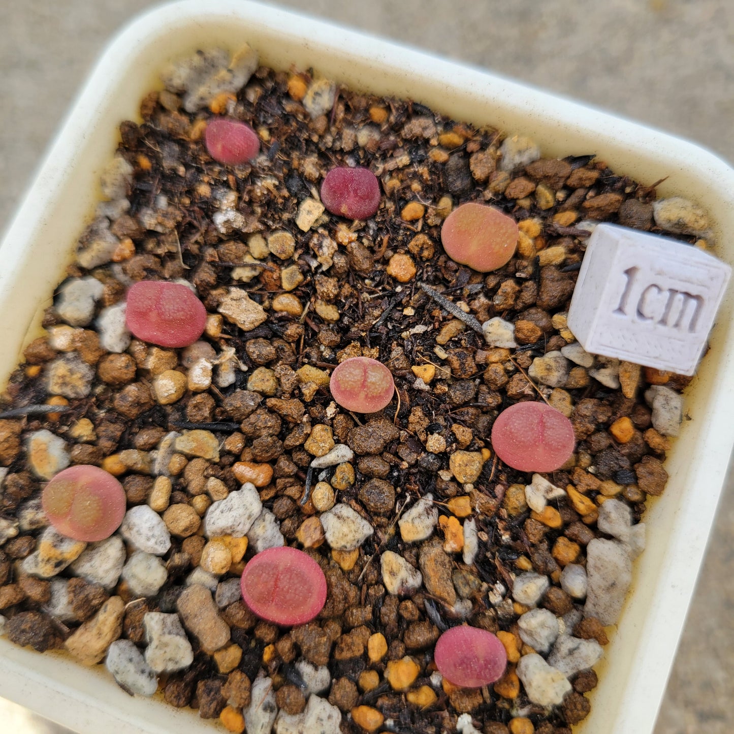 Conophytum Acutum