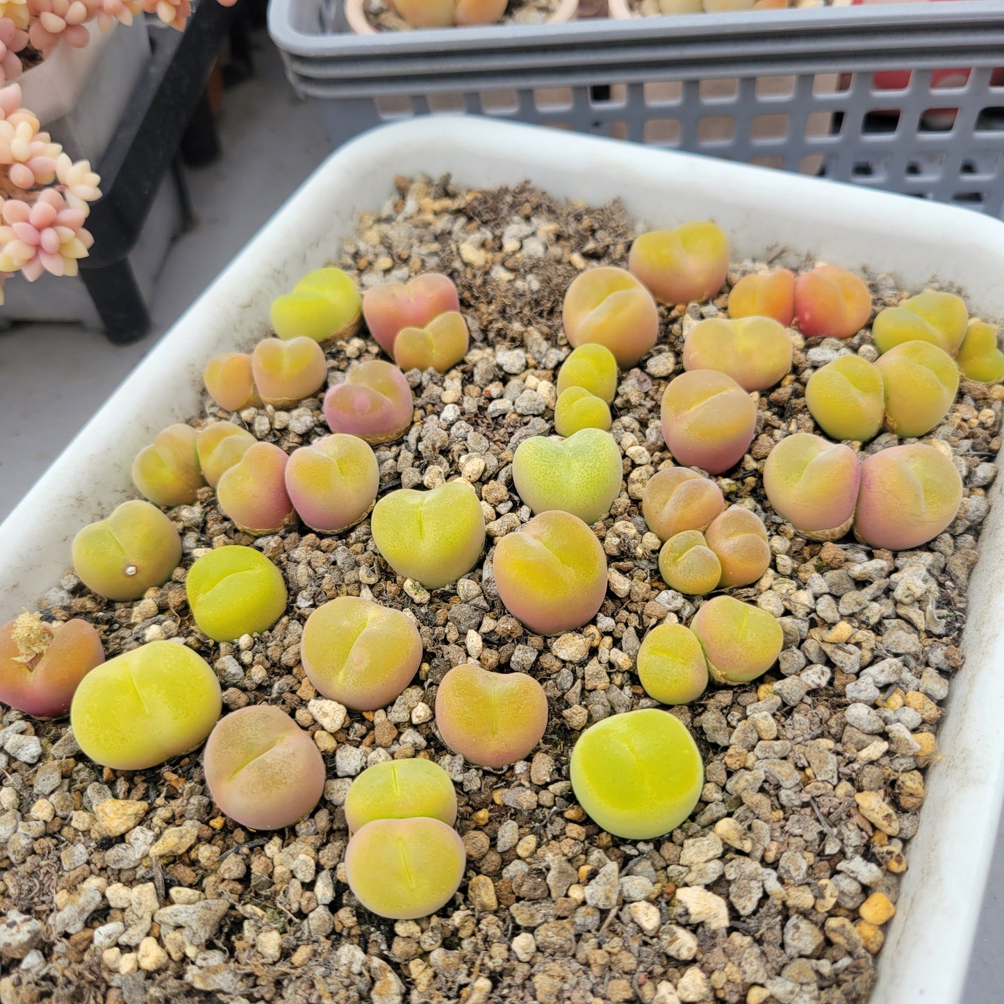 Conophytum Subfensetratum / Pillansii Mother Plant