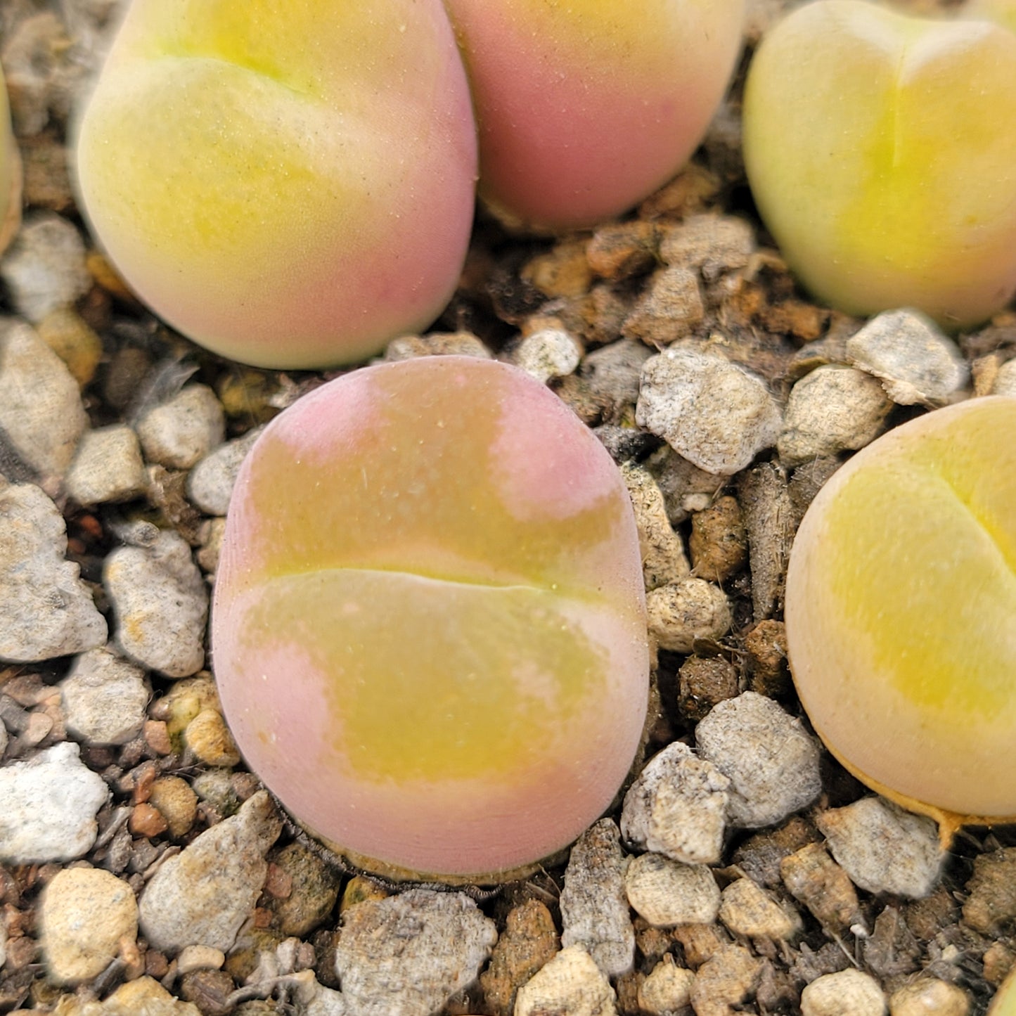 Conophytum Subfensetratum / Pillansii Mother Plant