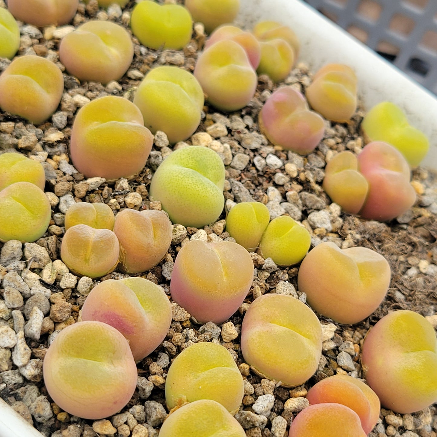 Conophytum Subfensetratum / Pillansii Mother Plant