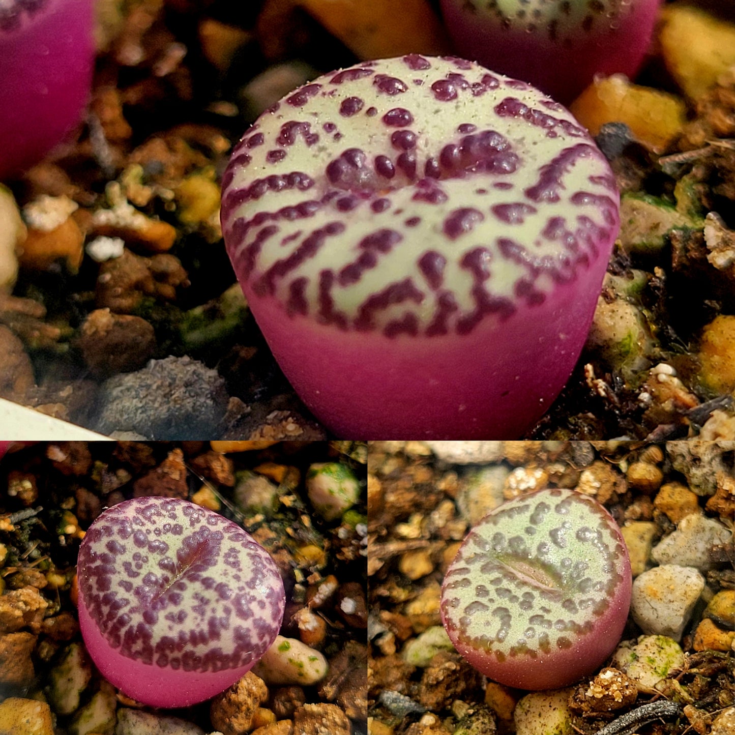 Conophytum Obcordellum Gifberg RH3347B