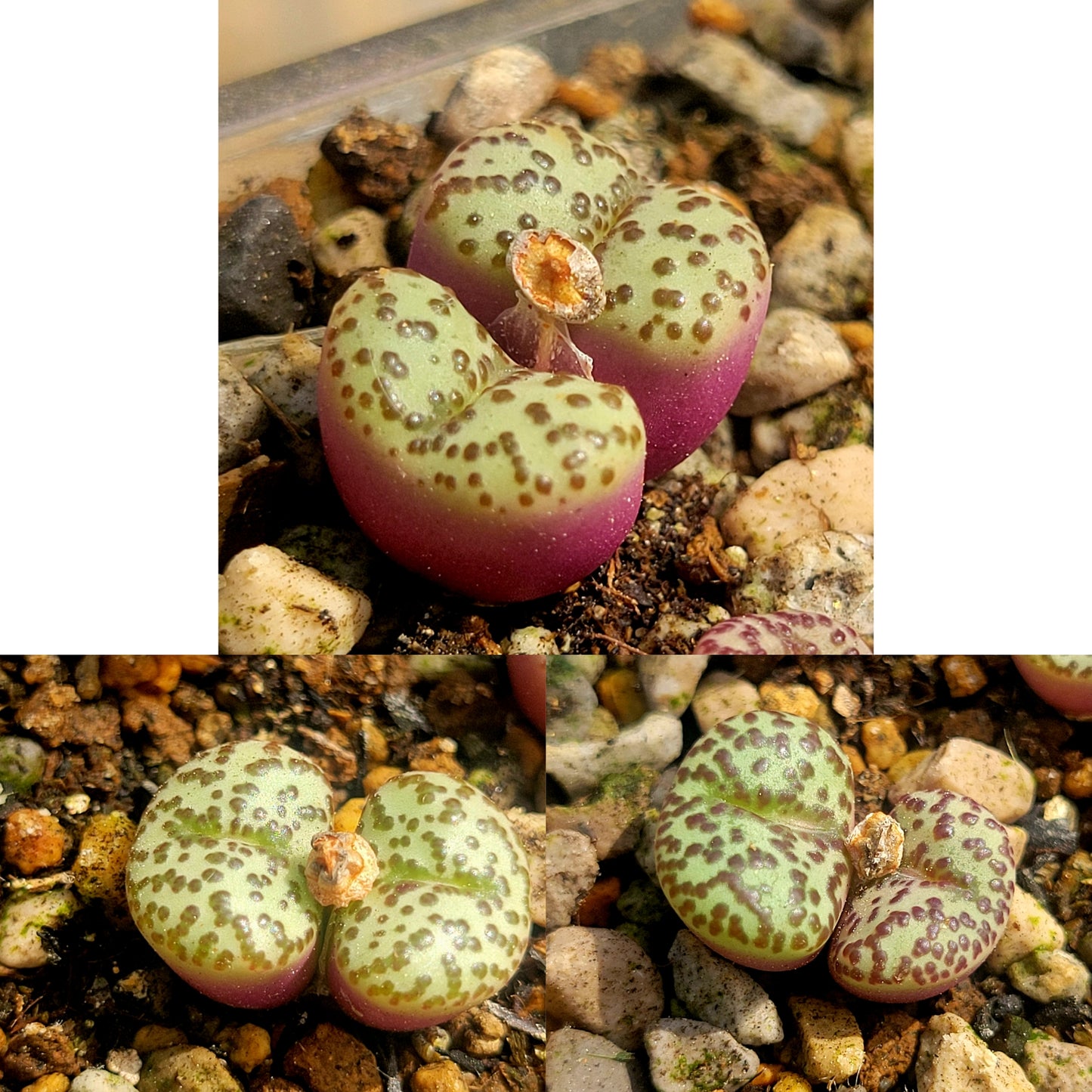 Conophytum Obcordellum Gifberg RH3347B