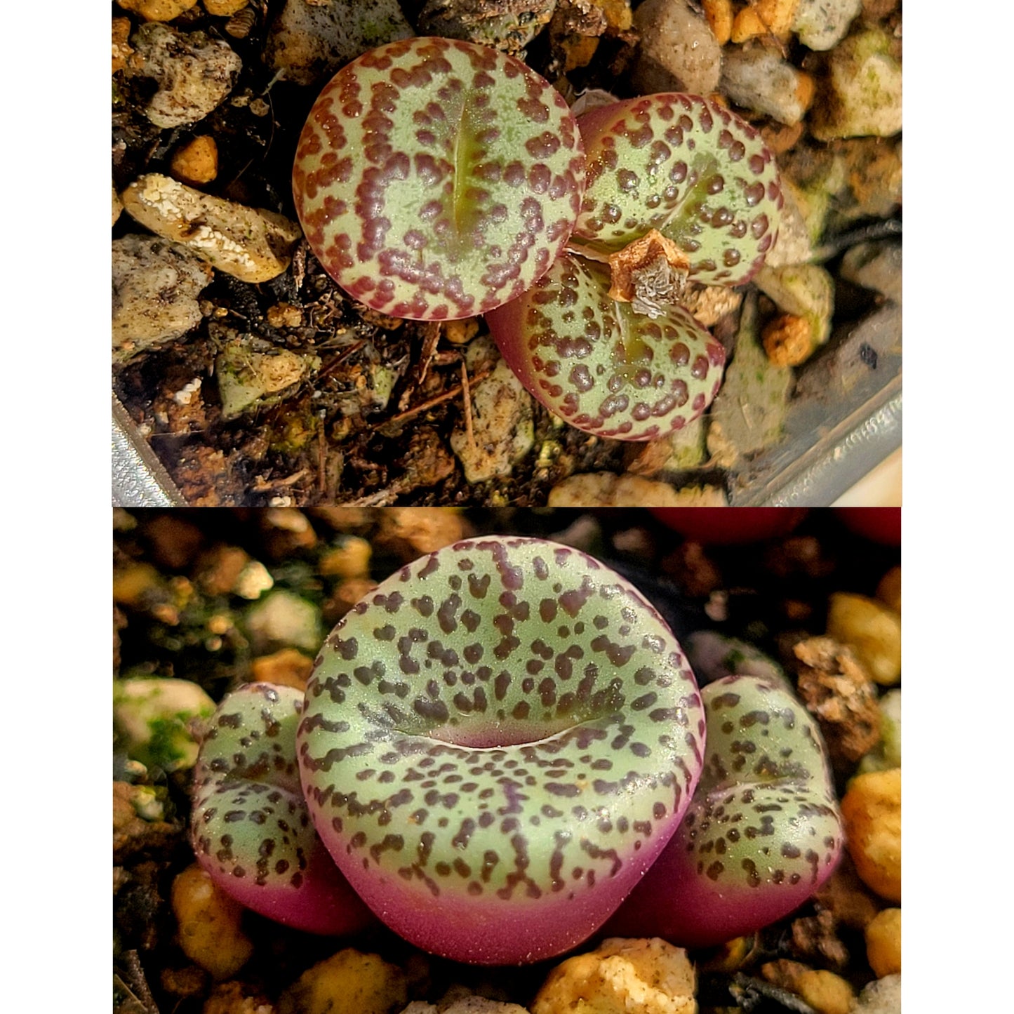 Conophytum Obcordellum Gifberg RH3347B