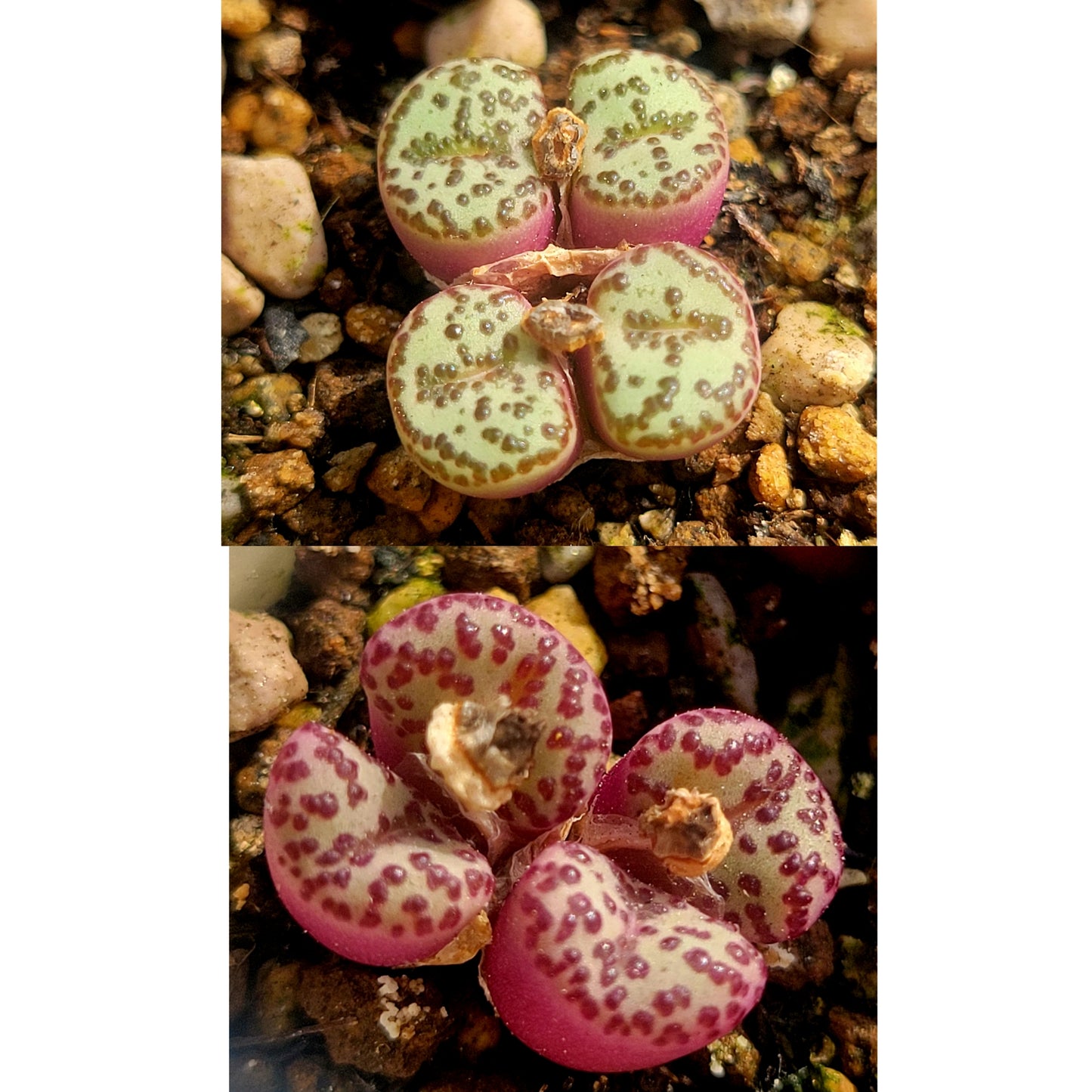 Conophytum Obcordellum Gifberg RH3347B