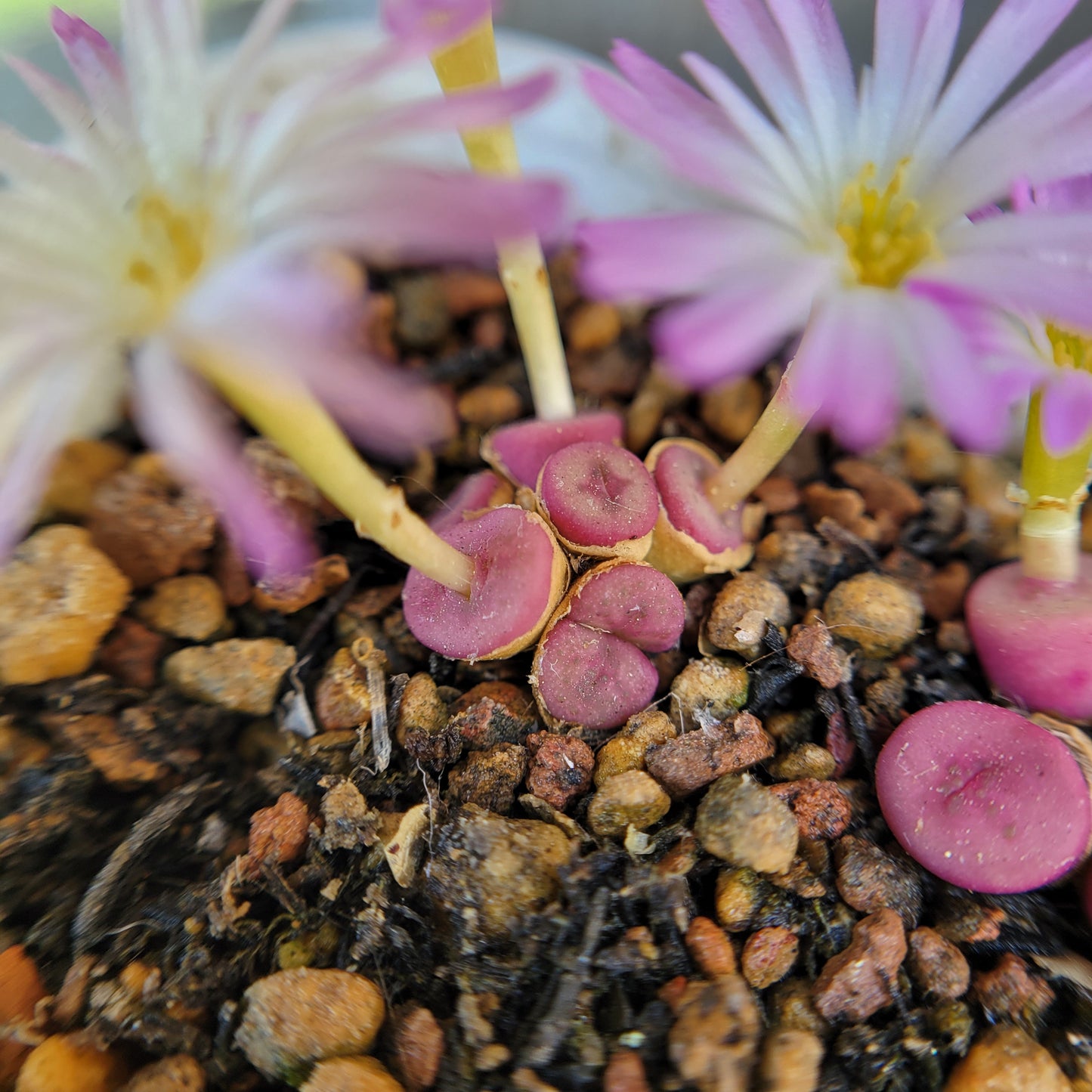 Conophytum Chrisocruxum SH2275 Mother Plant