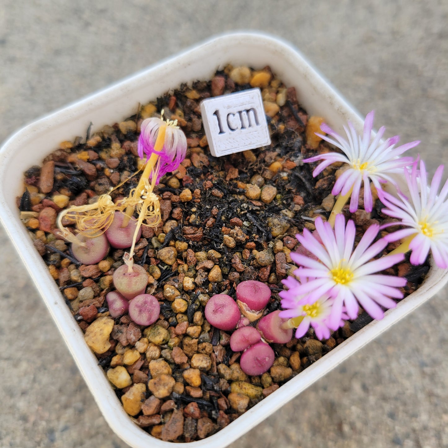 Conophytum Chrisocruxum SH2275 Mother Plant