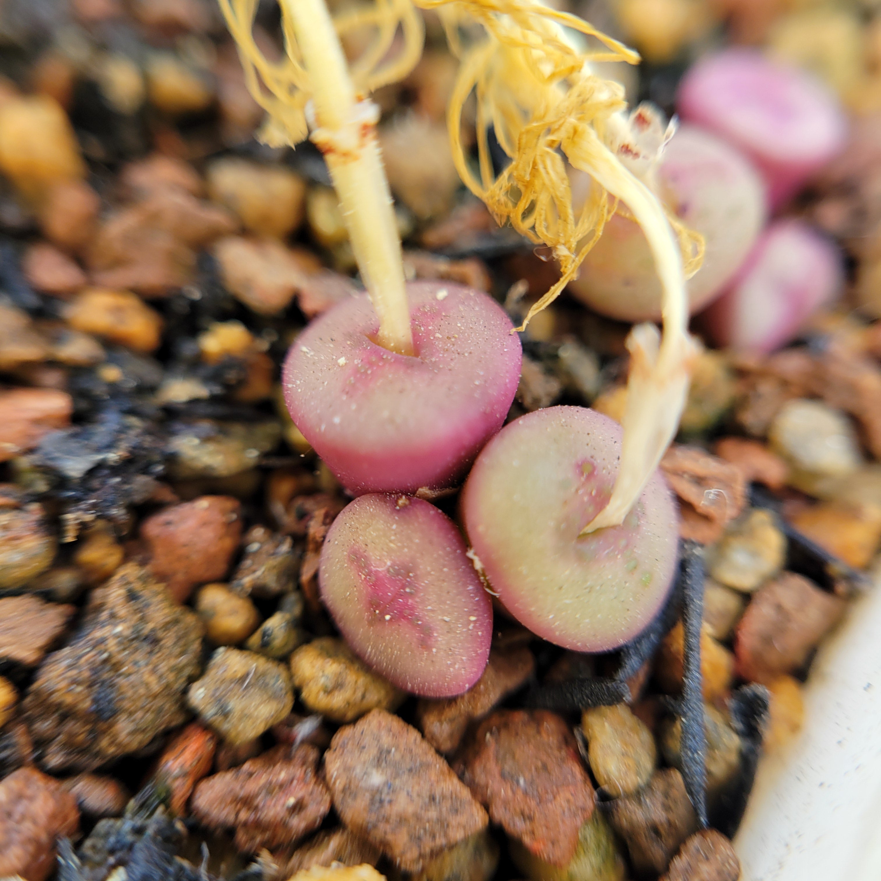 New Views of the Genus Conophytum コノフィツム New Views of the Genus Conophytum コノフィツム（Conophytum