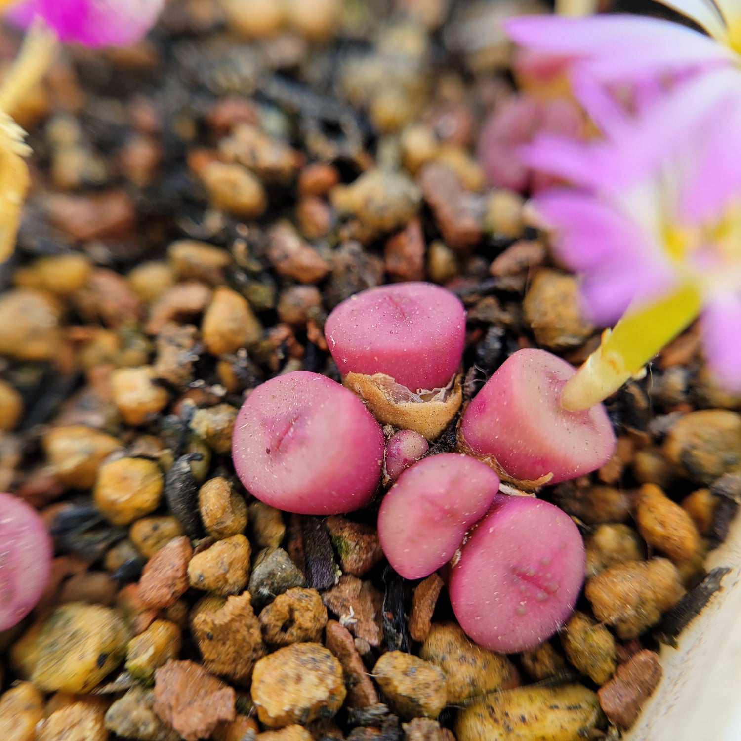 conophytum succulent Conophytum Chrisocruxum SH2275 Mother Plant – La Succuland