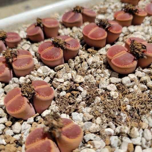 Lithops Aucampiae Kokerboom 'KO' Mother Plants