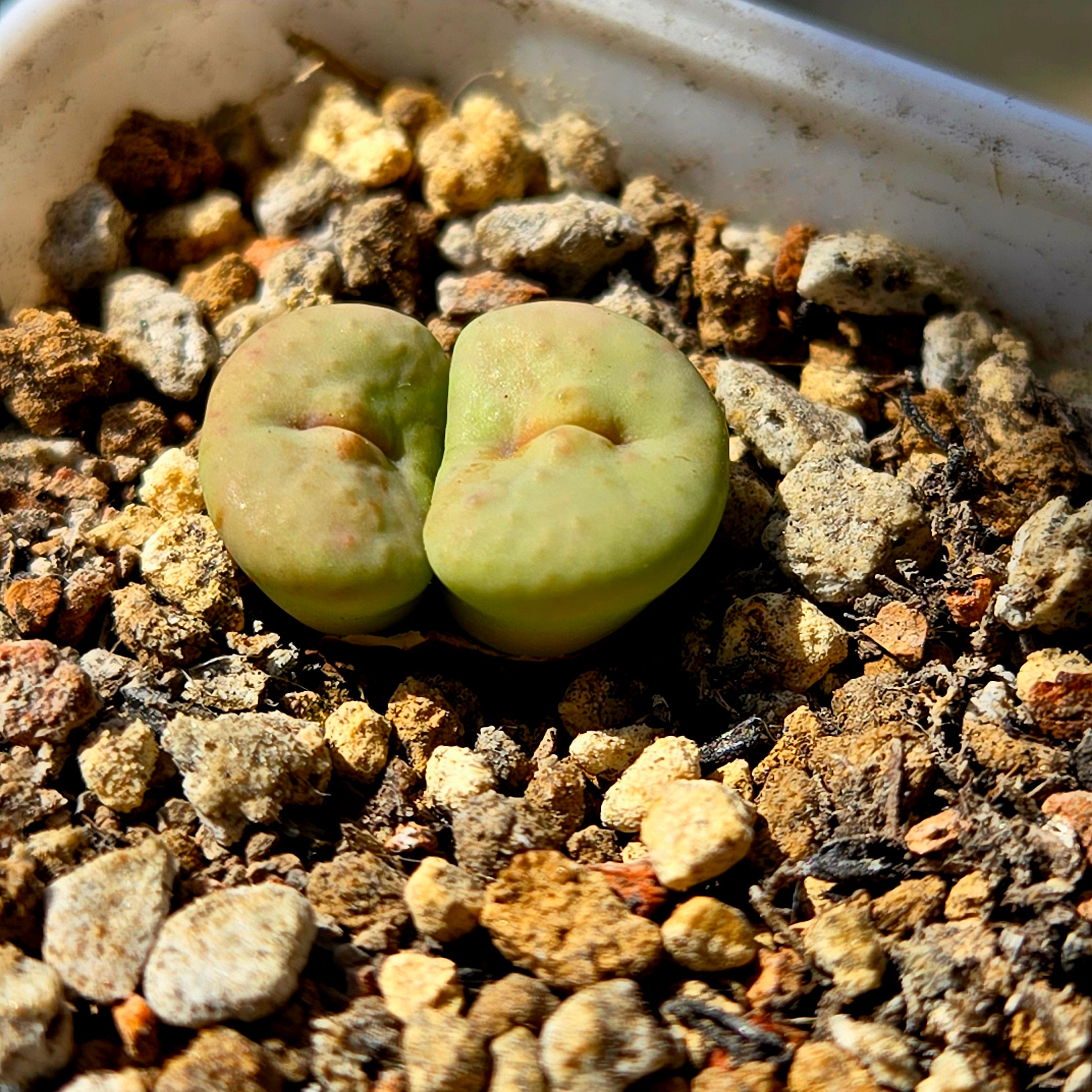 コノフィツム　stevens jonesianum Conophytum Stevens Jonesianum – La Succuland