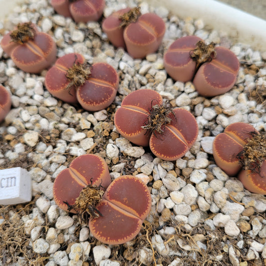 Lithops Aucampiae Kokerboom 'KO' Mother Plants
