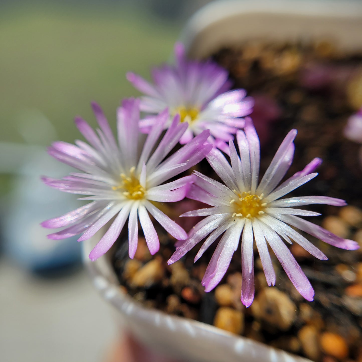 Conophytum Chrisocruxum SH2275 Mother Plant