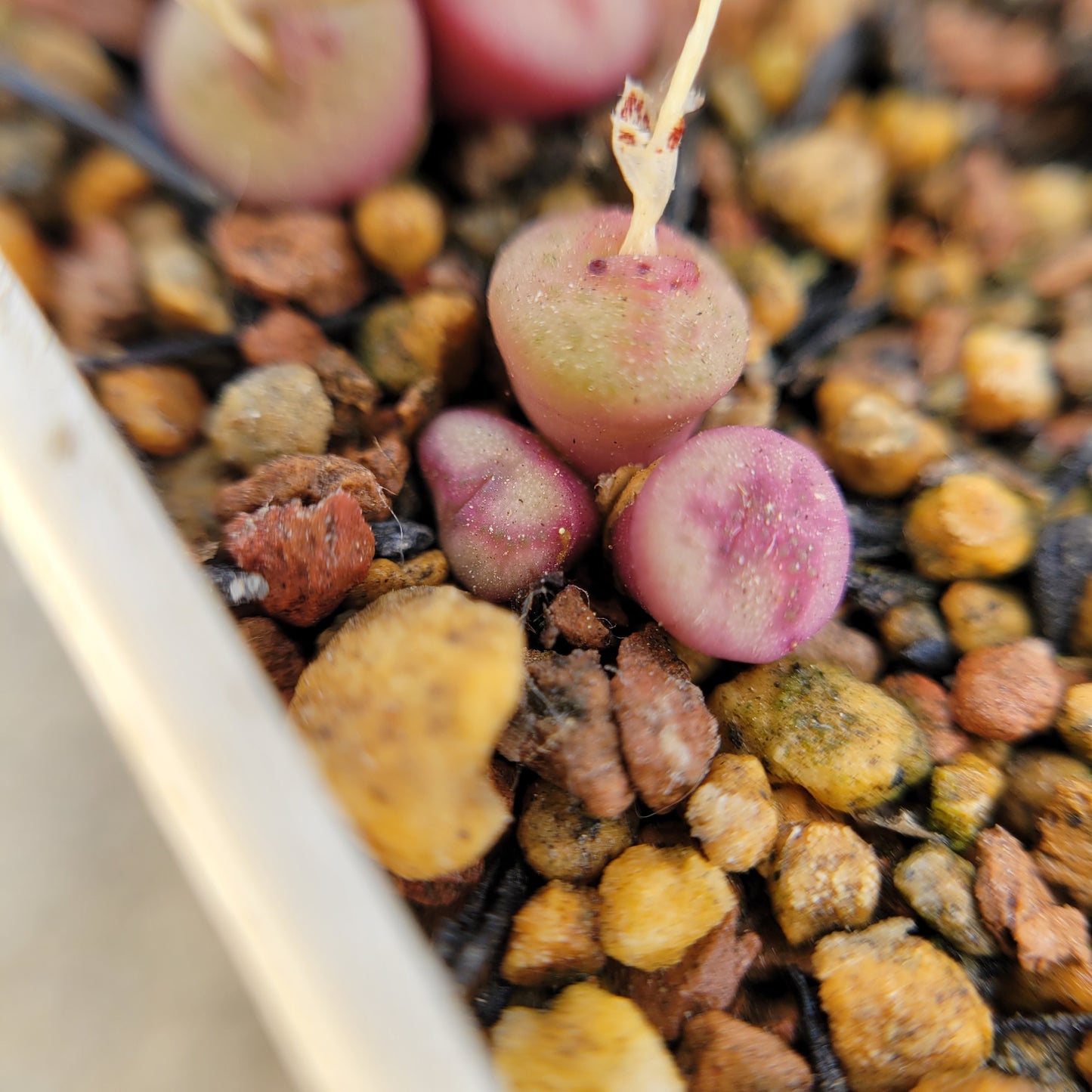 Conophytum Chrisocruxum SH2275 Mother Plant