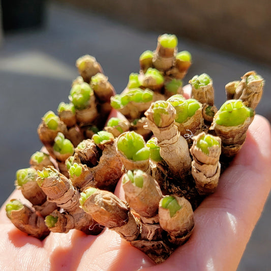 Monilaria Obconica "Bunny Ears" Cute & Awakened