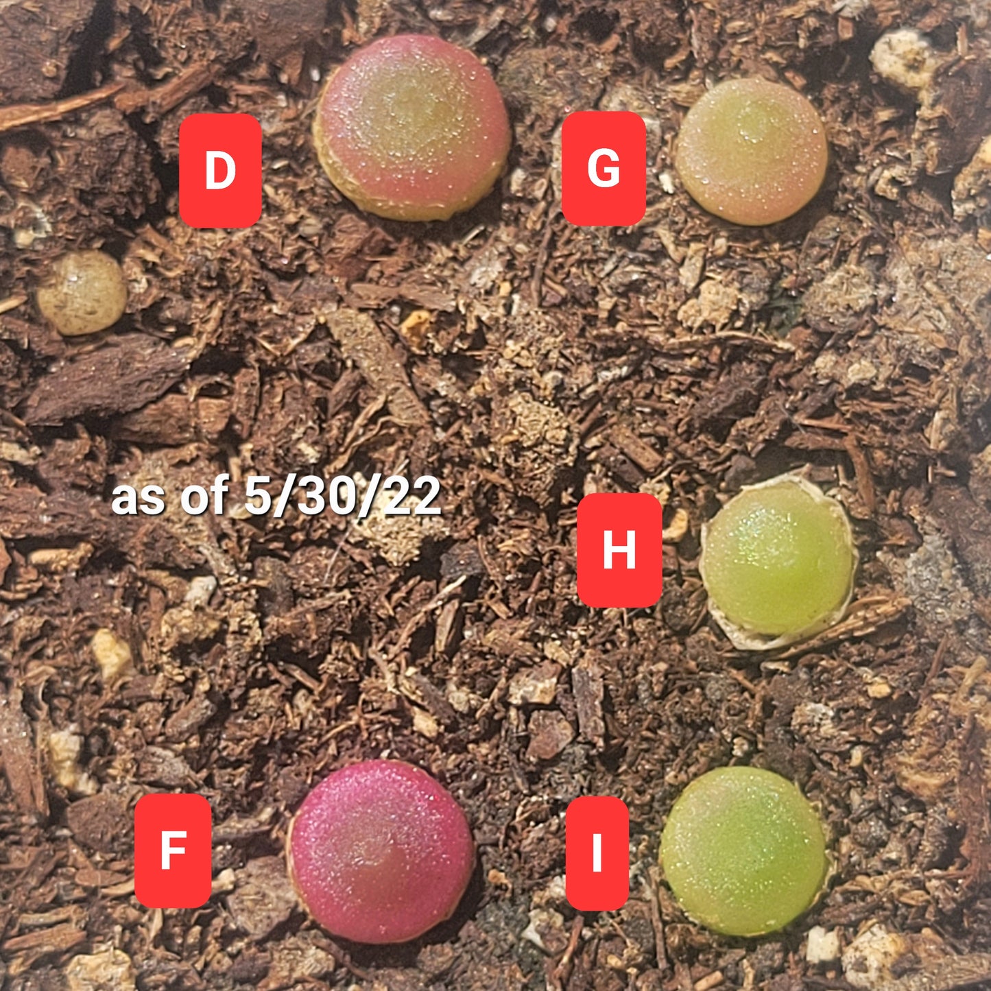 Conophytum Hammeri SH2108