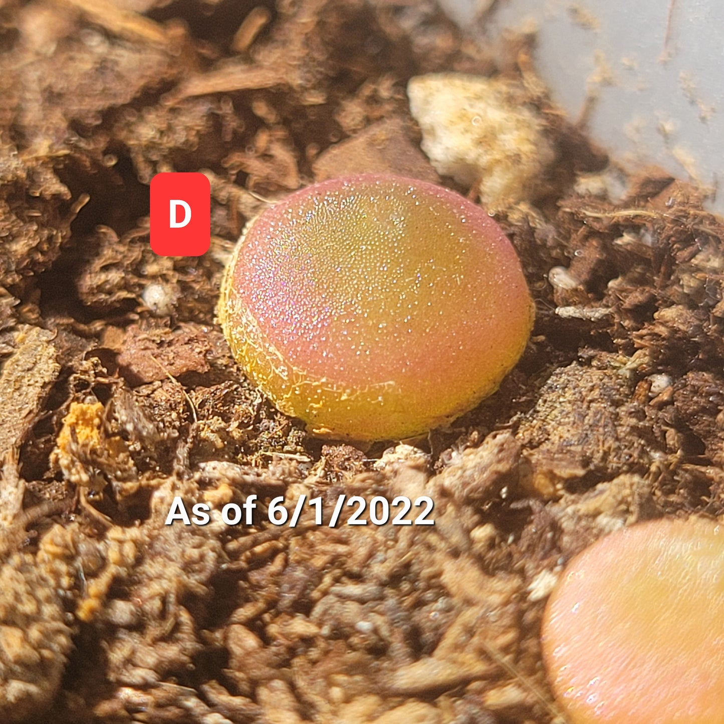 Conophytum Hammeri SH2108