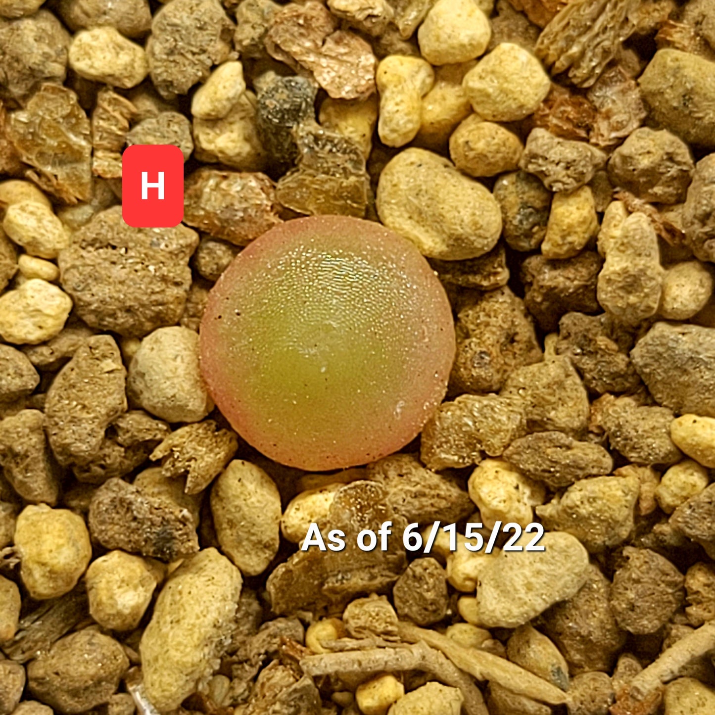 Conophytum Hammeri SH2108