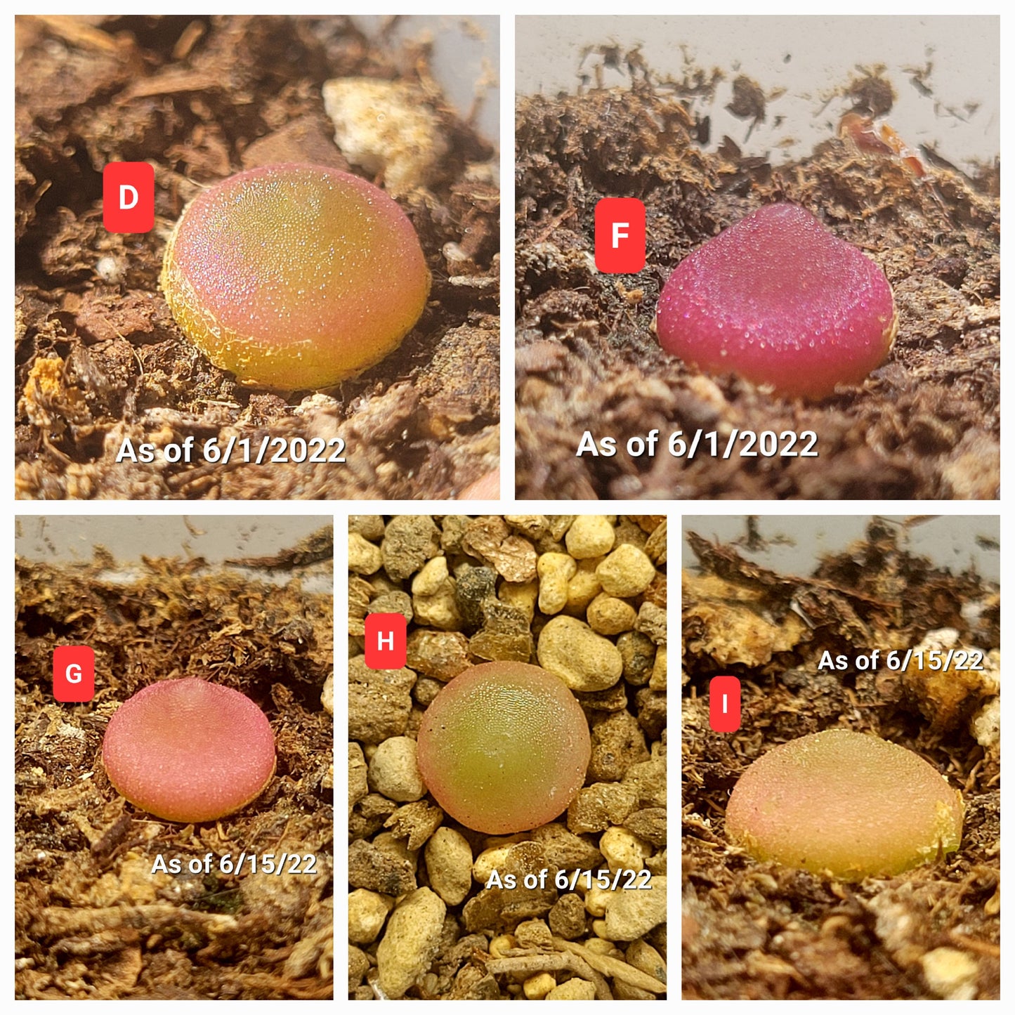 Conophytum Hammeri SH2108