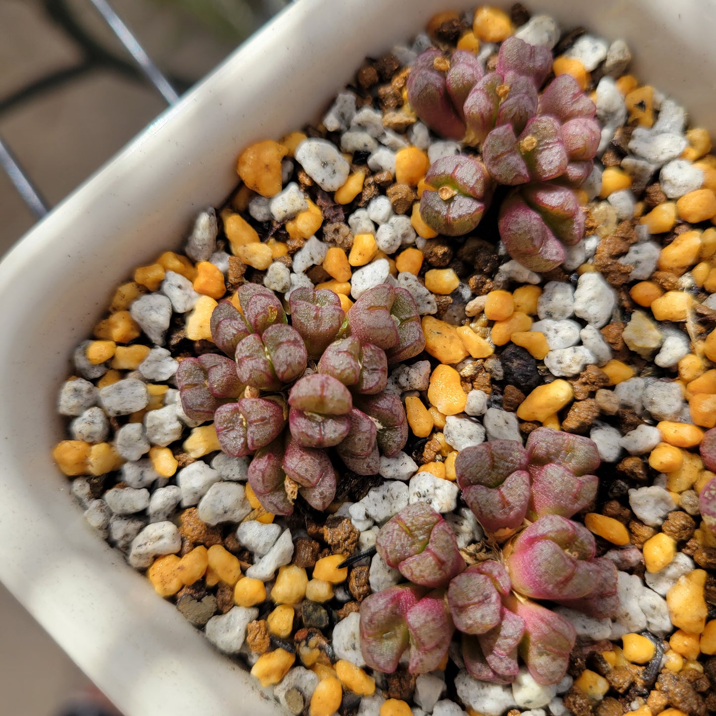 Conophytum Tantillum Cluster (15 heads+)