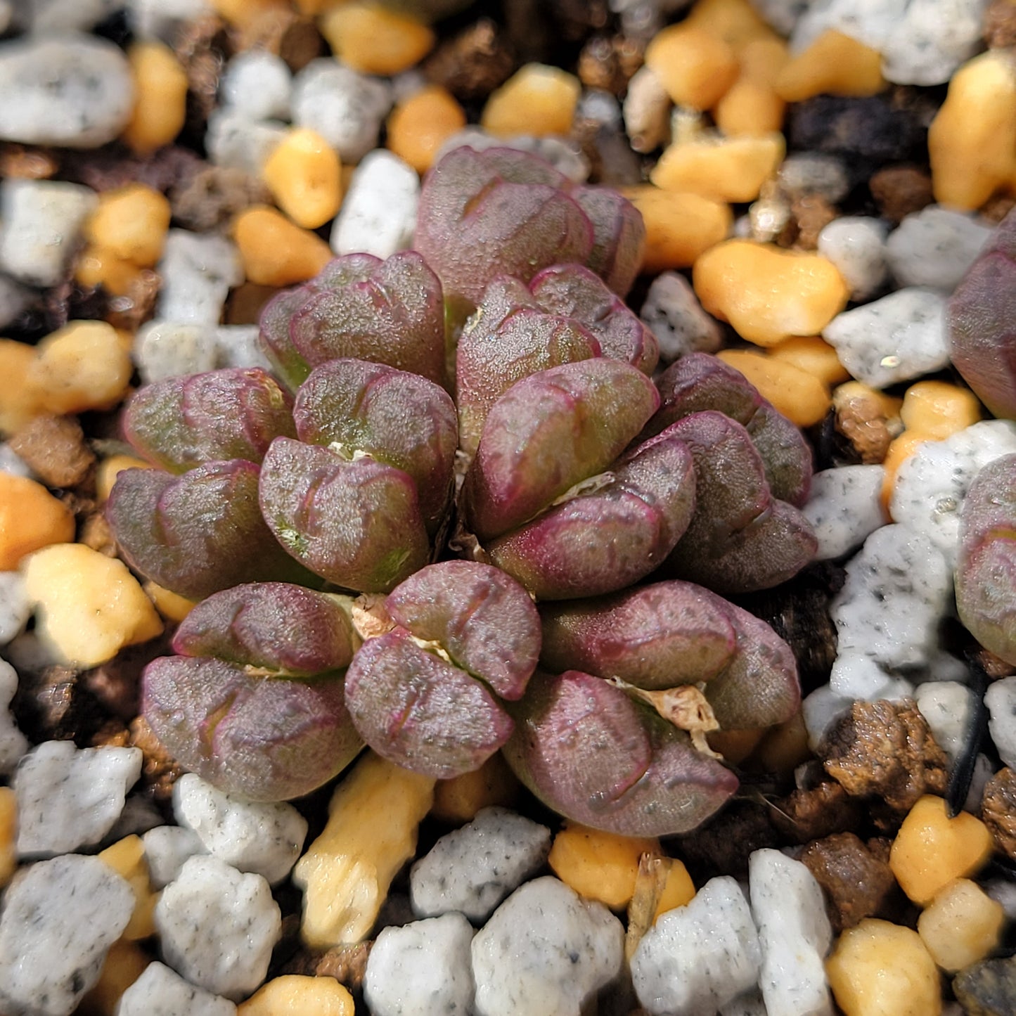 Conophytum Tantillum Cluster (15 heads+)