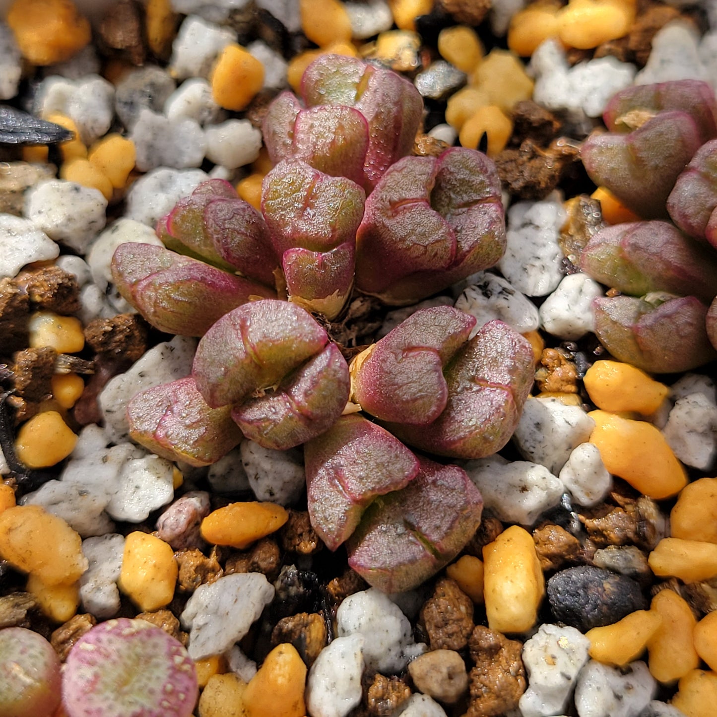 Conophytum Tantillum Cluster (15 heads+)