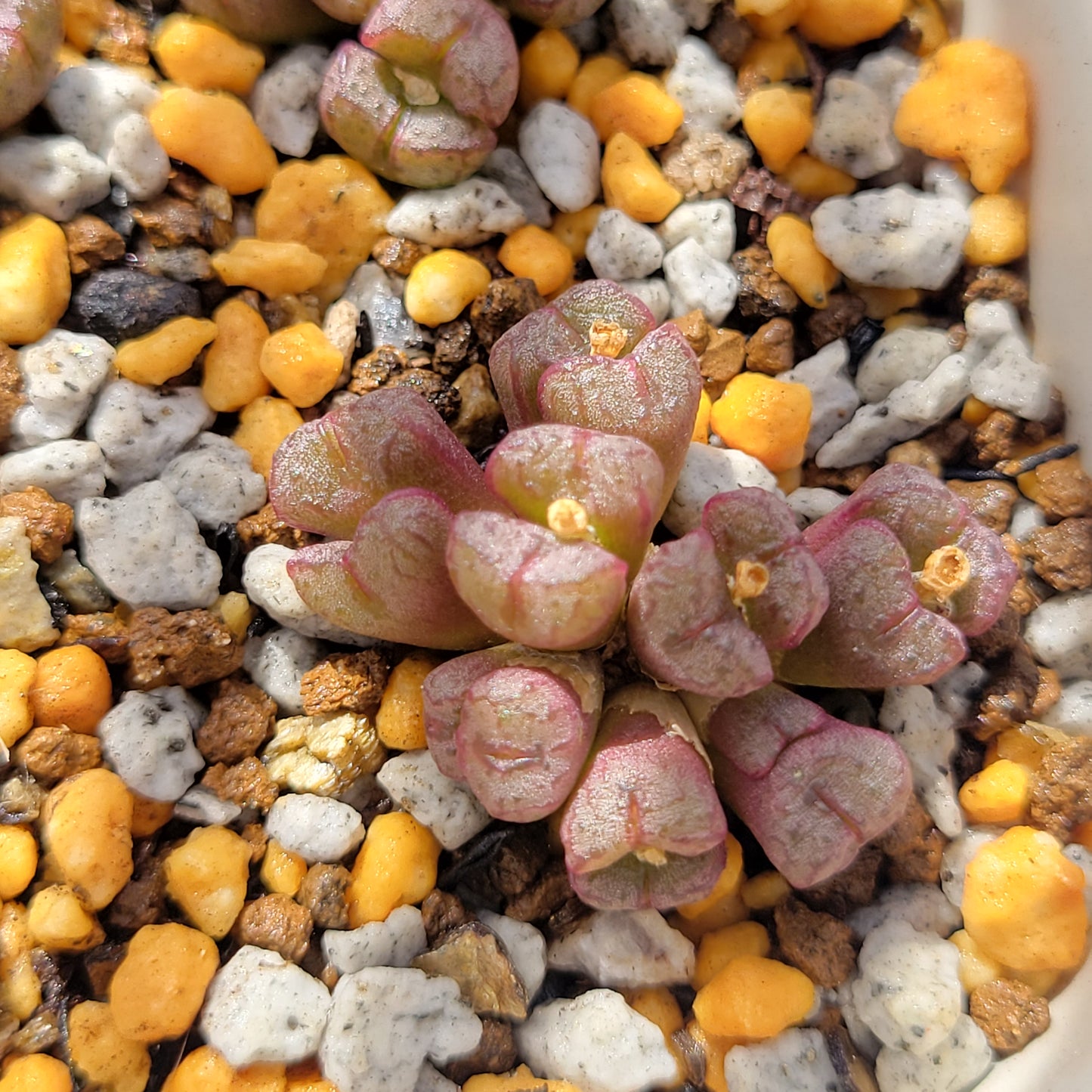 Conophytum Tantillum Cluster (15 heads+)