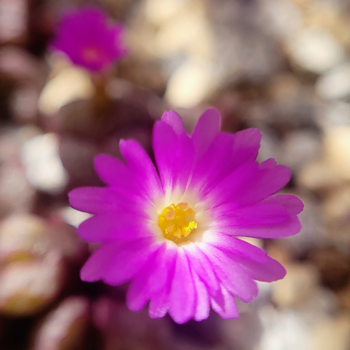 Conophytum Tantillum Cluster (15 heads+)