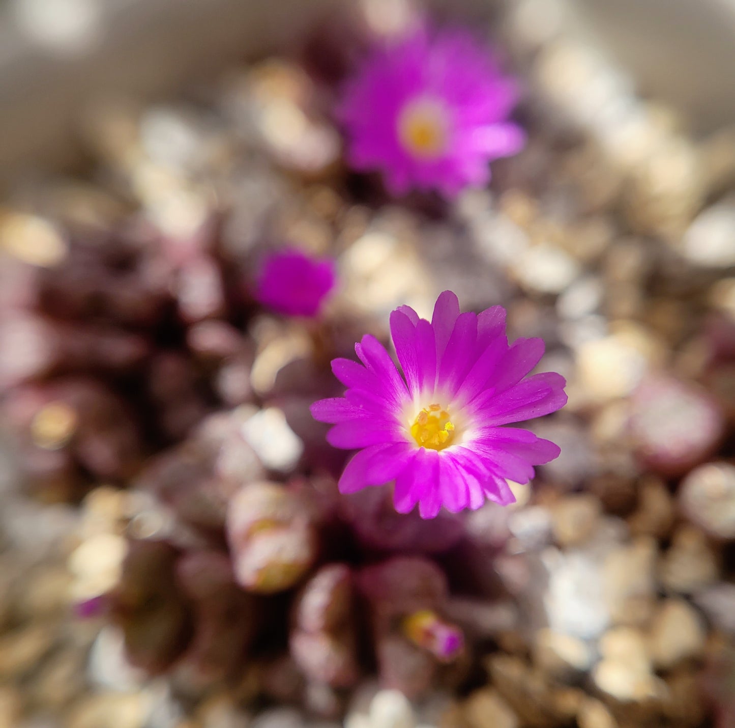 Conophytum Tantillum Cluster (15 heads+)