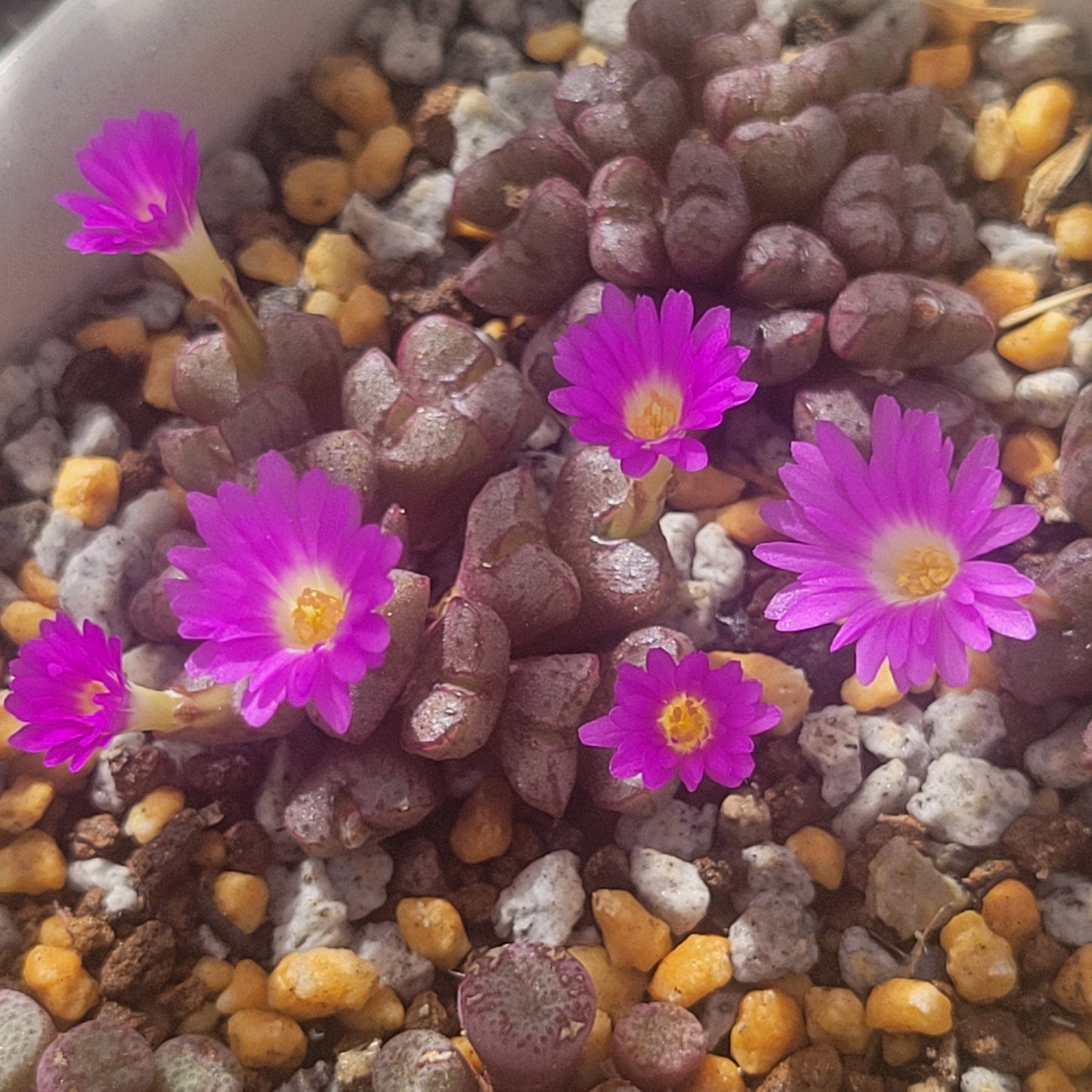 Conophytum Tantillum Cluster (15 heads+)