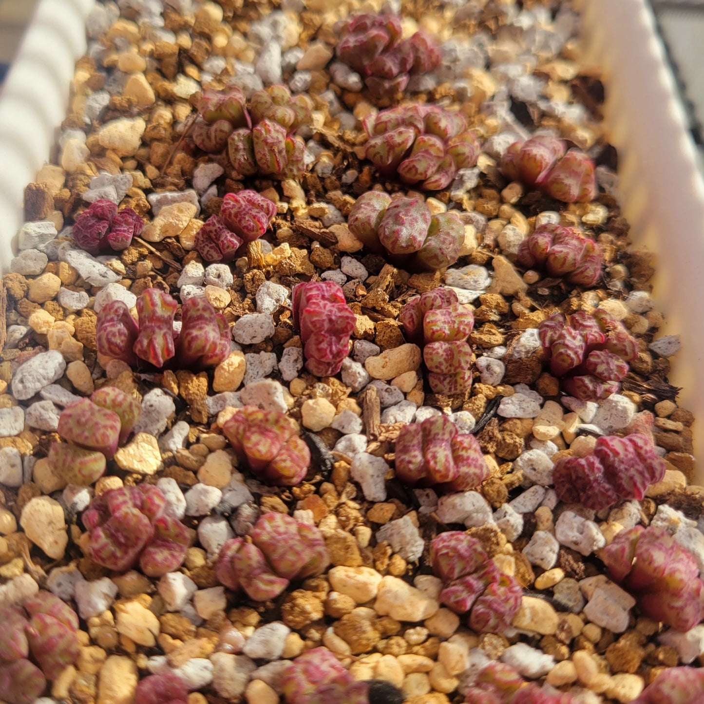 Conophytum Obcordellum Rolfii CR1004 Cluster TINY SIZE