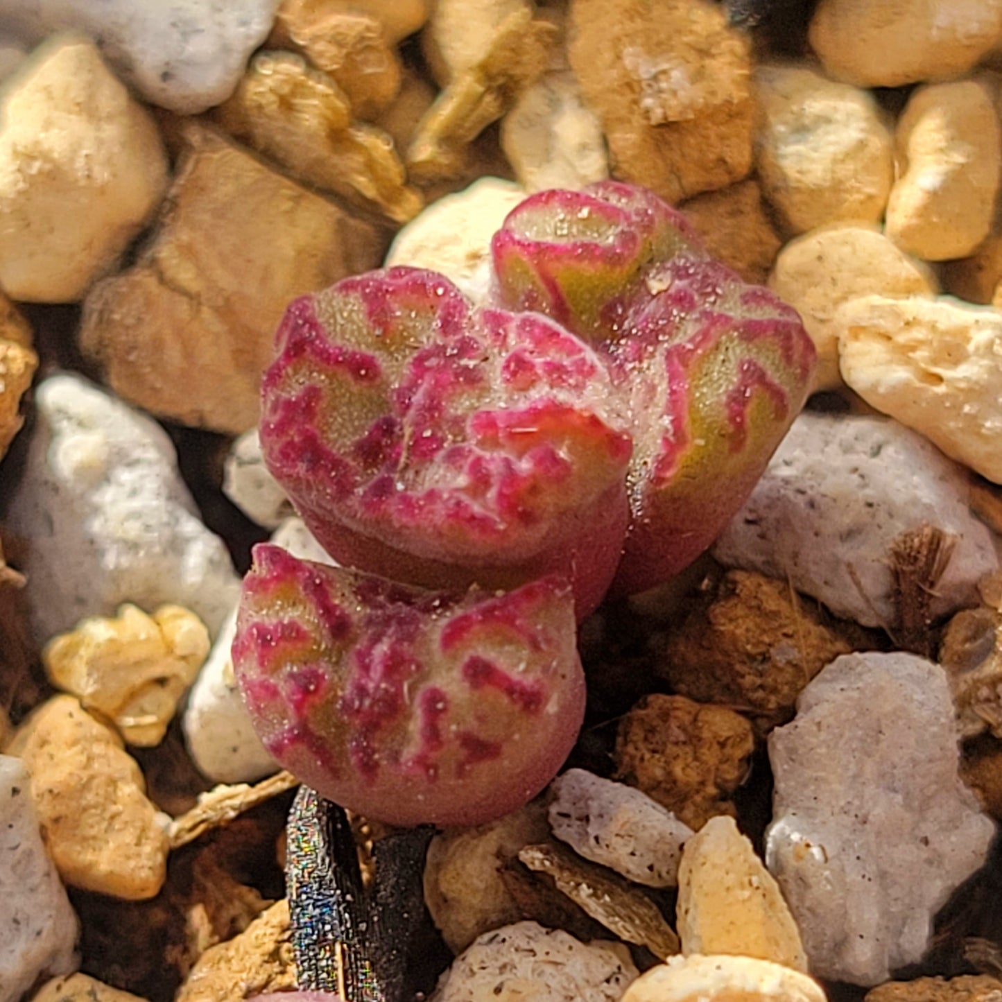 Conophytum Obcordellum Rolfii CR1004 Cluster TINY SIZE