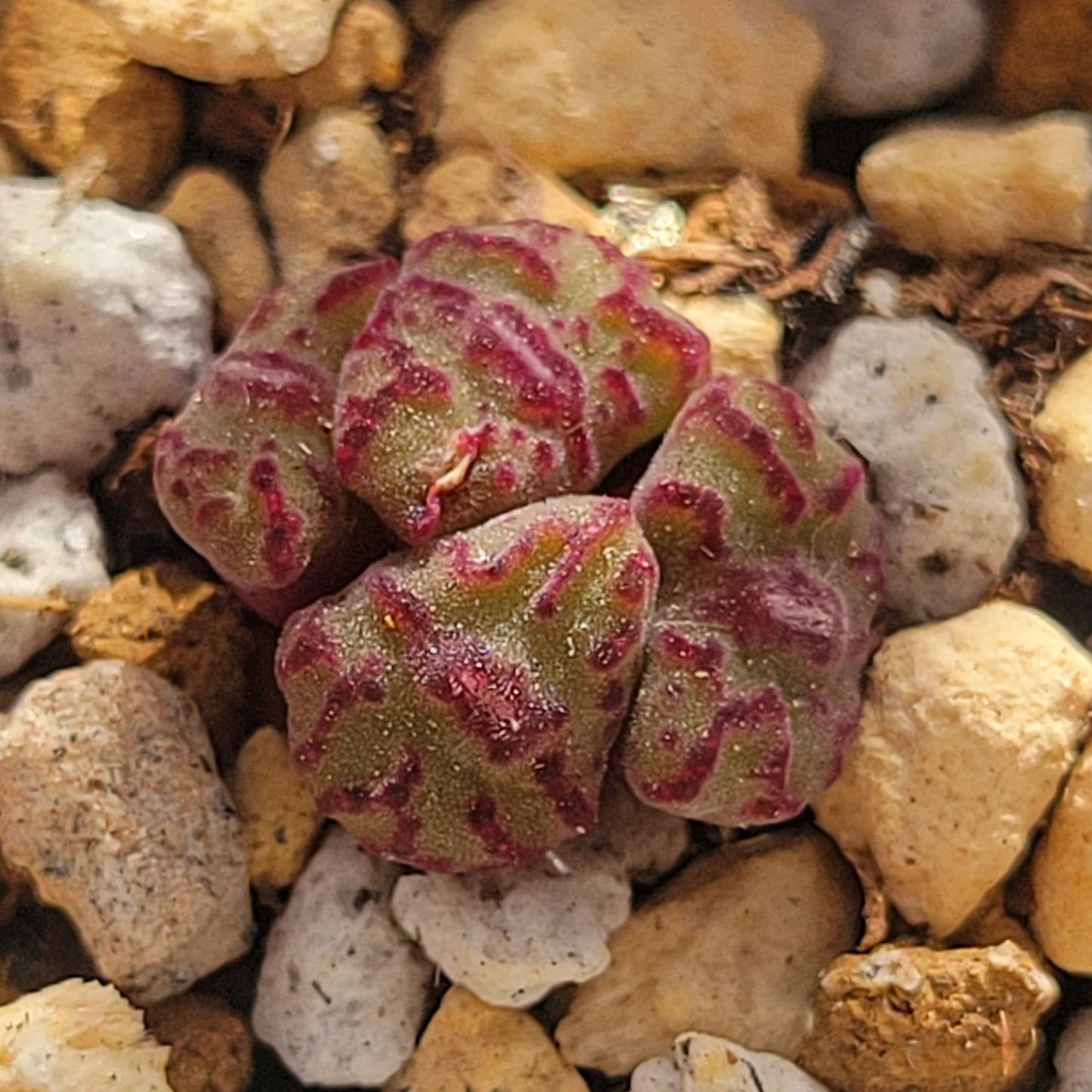 Conophytum Obcordellum Rolfii CR1004 Cluster TINY SIZE