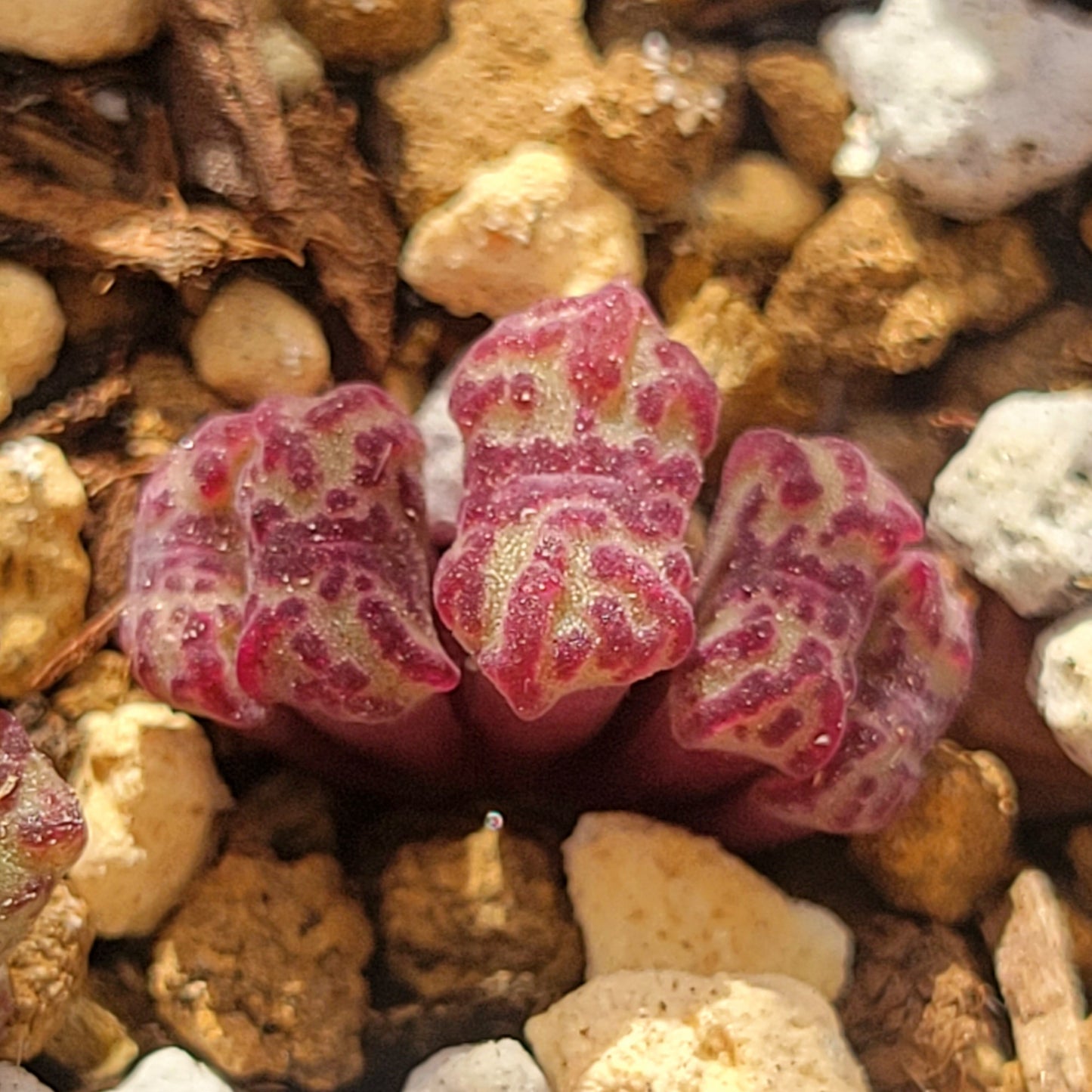 Conophytum Obcordellum Rolfii CR1004 Cluster TINY SIZE