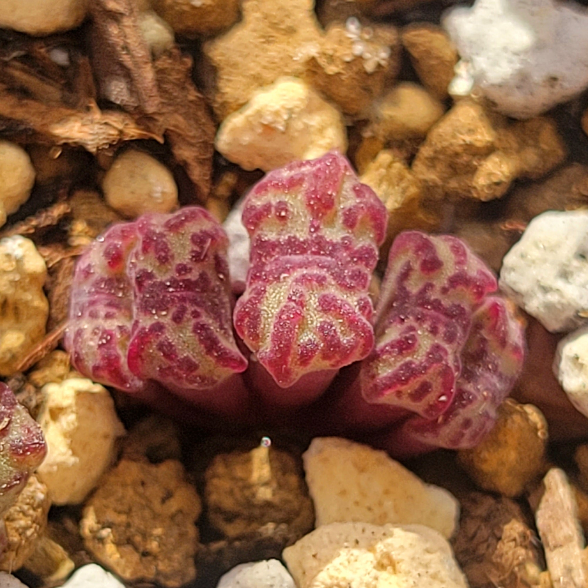 Conophytum Obcordellum Rolfii CR1004 Cluster TINY SIZE – La Succuland