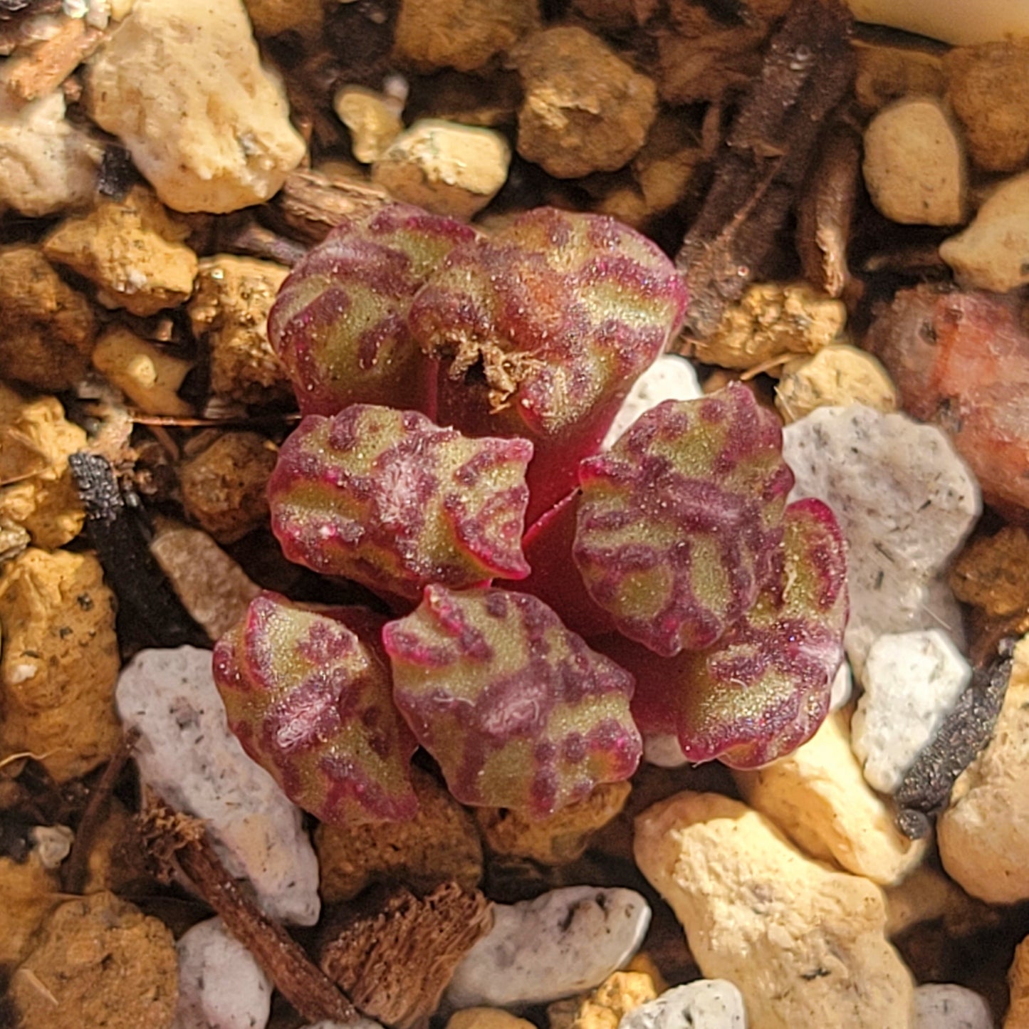 Conophytum Obcordellum Rolfii CR1004 Cluster TINY SIZE