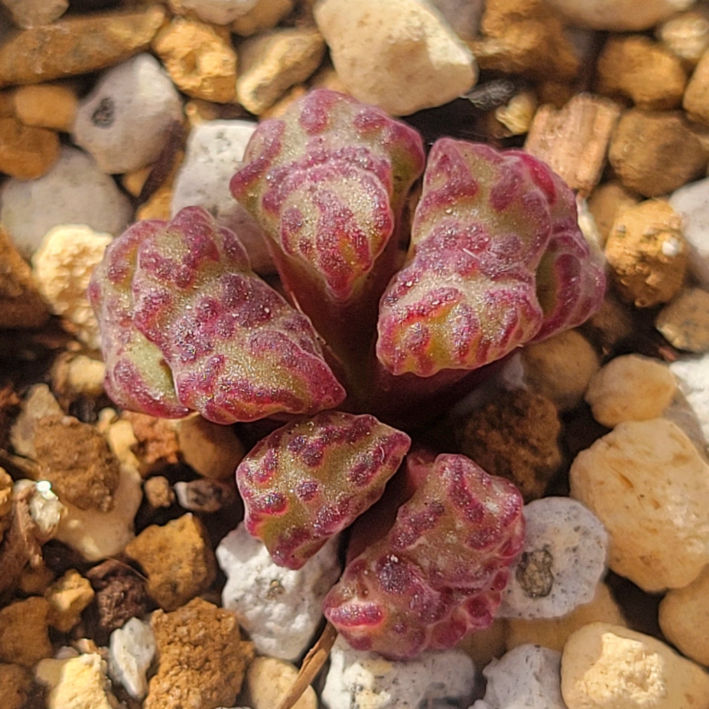 Conophytum Obcordellum Rolfii CR1004 Cluster TINY SIZE